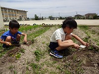 サツマイモの苗植え２