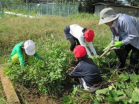 落花生をとる