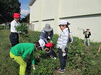 落花生がたくさんとれた