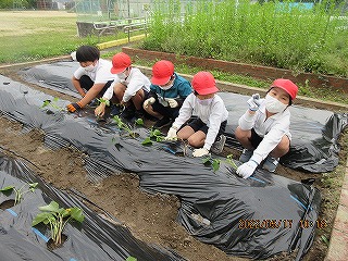 さつまいもの苗を植える