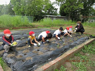 ポップコーンを植える