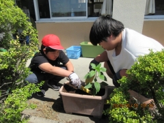 野菜の苗を植える